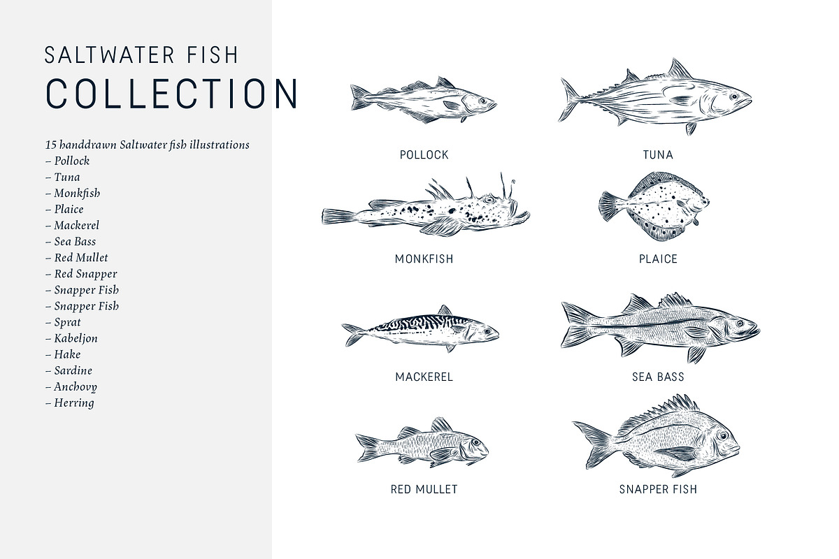 The Saltwater Fish Collection, an Animal Illustration by dicreate (Photo 4 of 6)