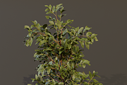 The Elderberry Bush, a Plants & Tree 3D Model by FuturePastCreatives (Thumbnail 6 of 9)