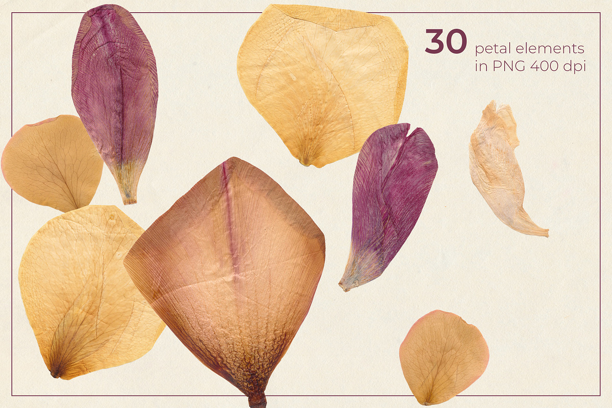Dried Flower Petals PNG Clipart, a Decorative Illustration by dlinnaya (Photo 2 of 6)
