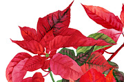 Christmas Poinsettia, a Decorative Illustration by Nataliapiache (Thumbnail 3 of 5)