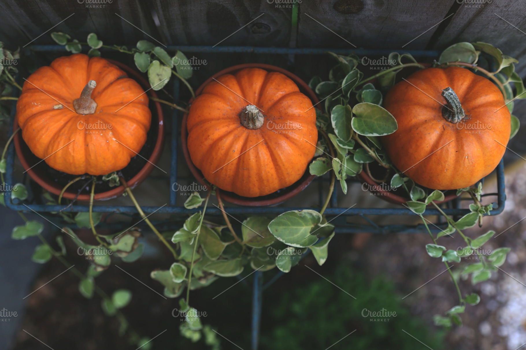 Little pumpkins containing pumpkins, little pumpkins, and orange, a Holiday Photo by BrightShadow Photo Art