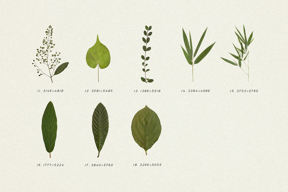 BUNDLE - Dry Flowers & Leaves, an Object Graphic by Sparrow & Snow (Photo 28 of 28)