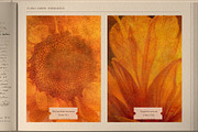FloraAmber · Botanical Backgrounds, a Background Graphic by alonahaidash (Thumbnail 12 of 16)