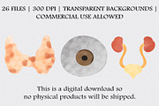 Watercolor Human Anatomy Clipart Set, an Illustration by CropUp Creative (Thumbnail 4 of 4)
