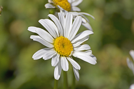 Black Eyed Susan Flowers Background preview 5
