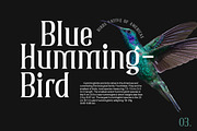 Briston, a Serif Font by Typeskets (Thumbnail 4 of 13)