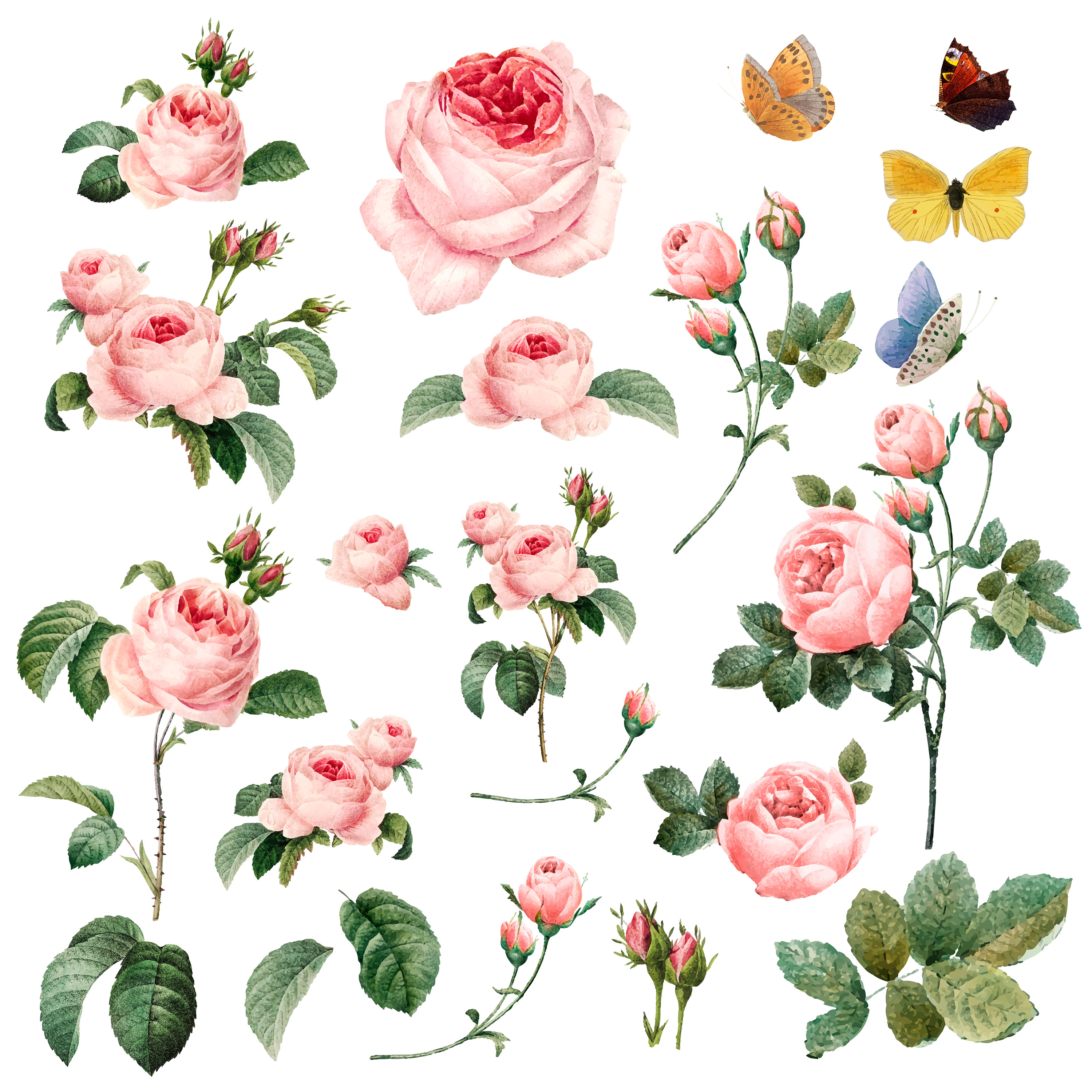Hand drawn pink roses collection, a Background Graphic by rawpixel