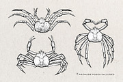 Crab Sketch Editable illustrations, an Object Graphic by Aquatinta (Thumbnail 7 of 11)