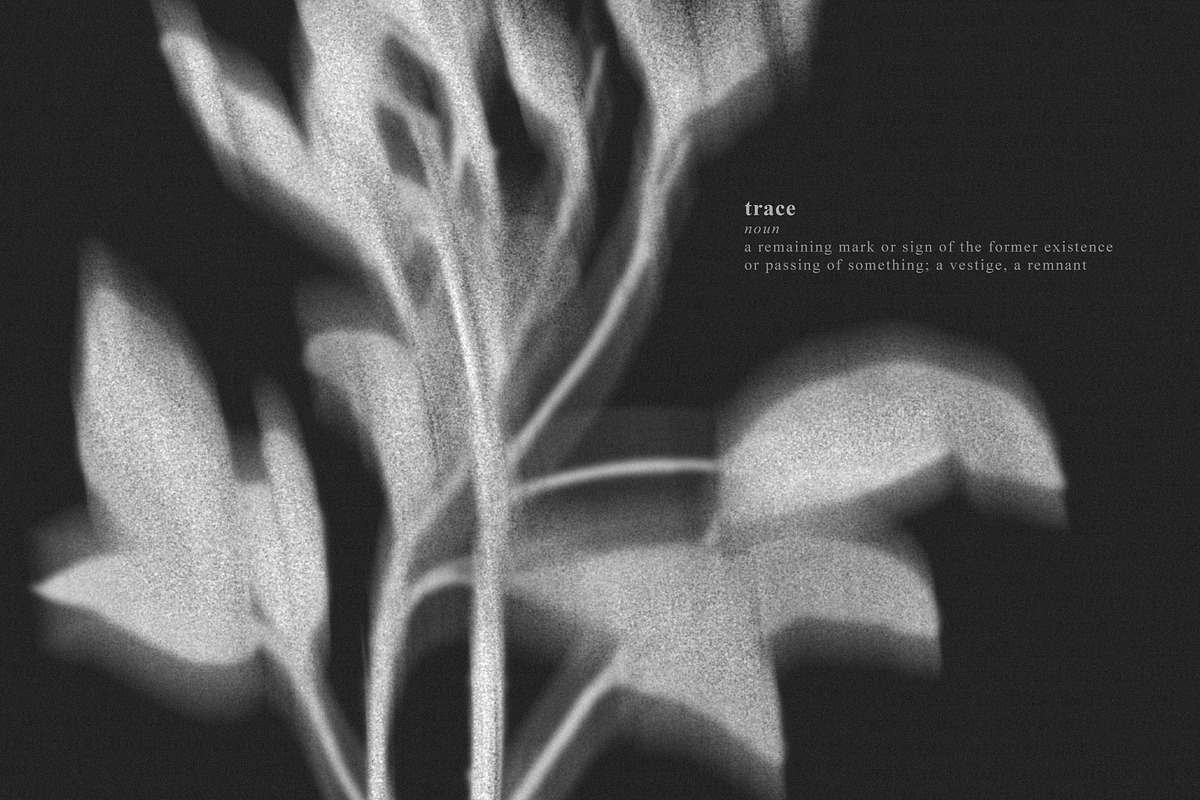 Botanical Traces: Blurred Floral PNG, an Object Graphic by Dina Mae (Photo 12 of 14)