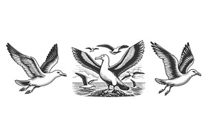 Seagull engraving set vector, an Animal Illustration by AlexArt