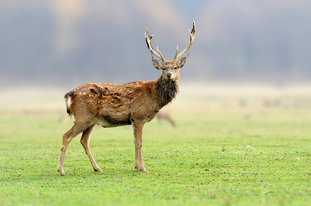 Deer stock photo containing deer and wildlife, an Animal Photo by Byrdyak
