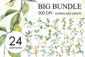 Botany watercolor PNG set