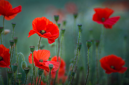 Poppies stock photo