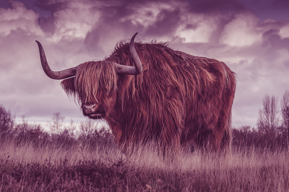 300 Professional Lightroom Presets, an Action Add-On by Madison Colt Studios (Photo 13 of 29)