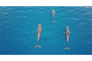 Three pilot whales swimming in blue, an Animal Photo by Goinyk
