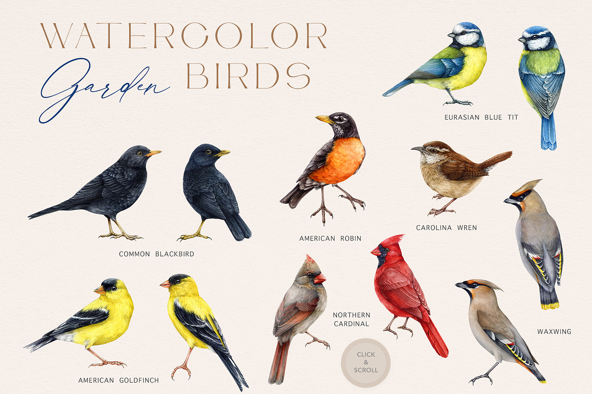 Garden Birds Watercolor Painted Set, an Animal Illustration by AnitaPol (Photo 2 of 21)