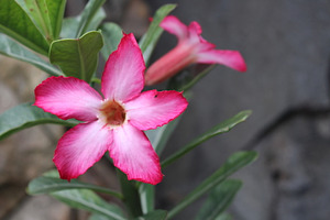 Kamboja flowers containing flower, kamboja, and frangipani