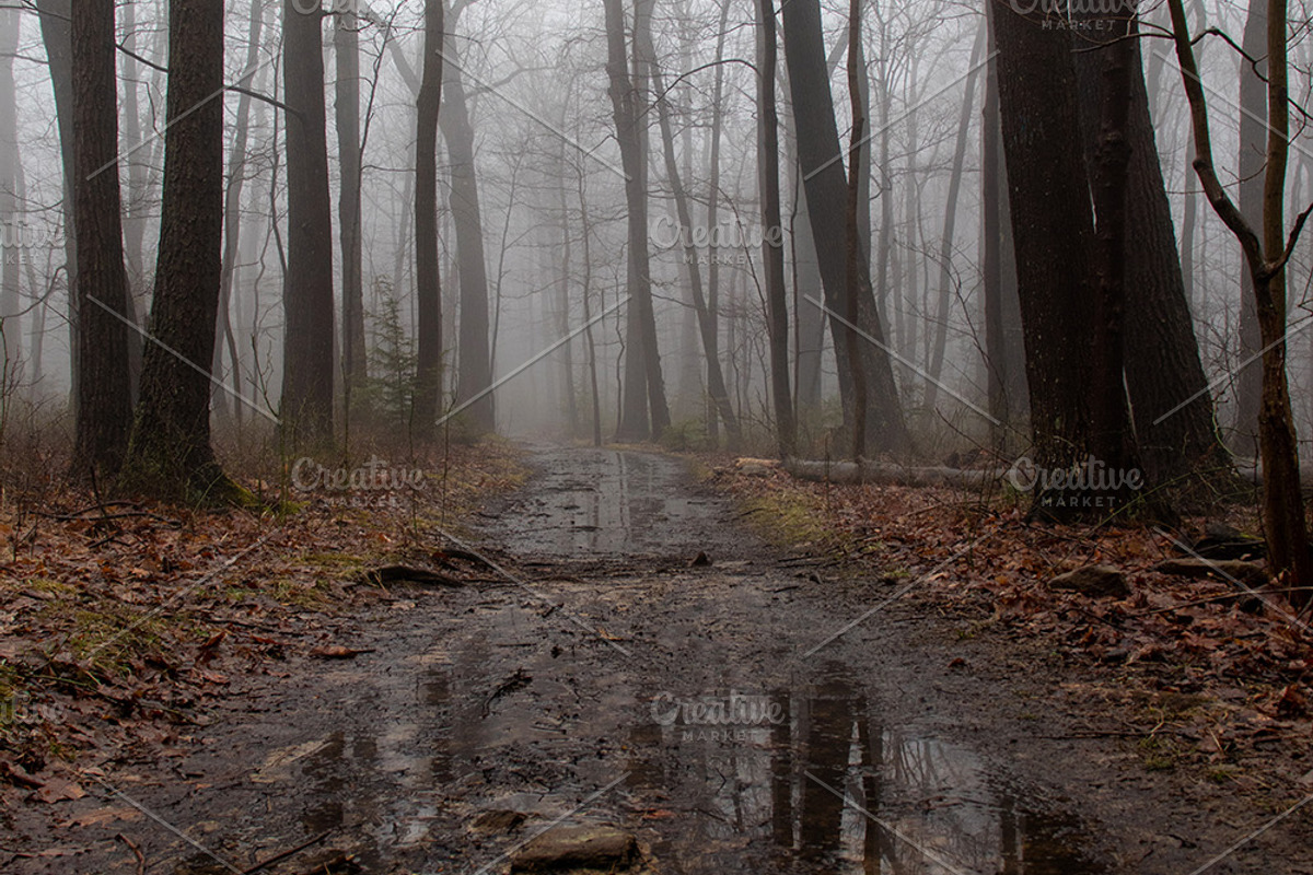 Foggy Photo Bundle, a Nature Photo by Full Circle Design Studio (Photo 4 of 8)