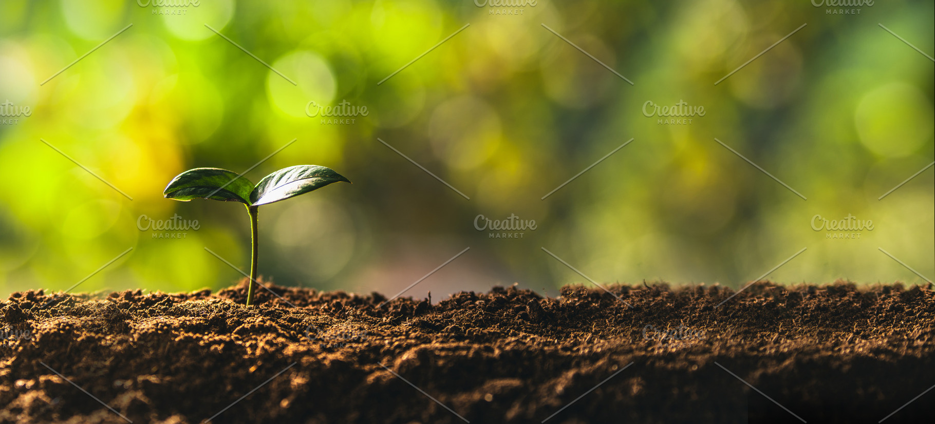 Trees growing on the ground and natural green background., a Nature Photo by Art Rachen