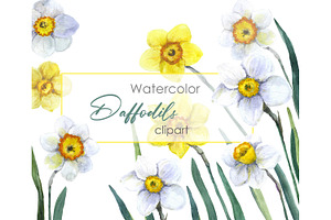 Watercolor Clipart. Daffodil Png