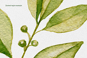20 watercolor herbs set, a Food Illustration by Chelovector (Thumbnail 3 of 3)