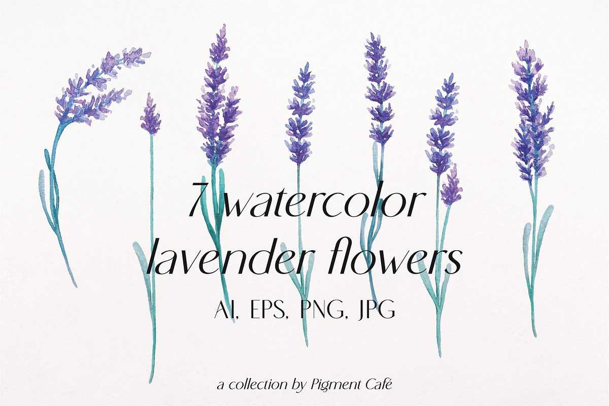 My Fair Lavender Watercolor Florals, a Seasonal Illustration by Pigment Café (Photo 3 of 7)