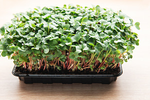 Microgreens growing in a black plastic container on a wooden tab, a Food & Drink Photo by Olena Rudo