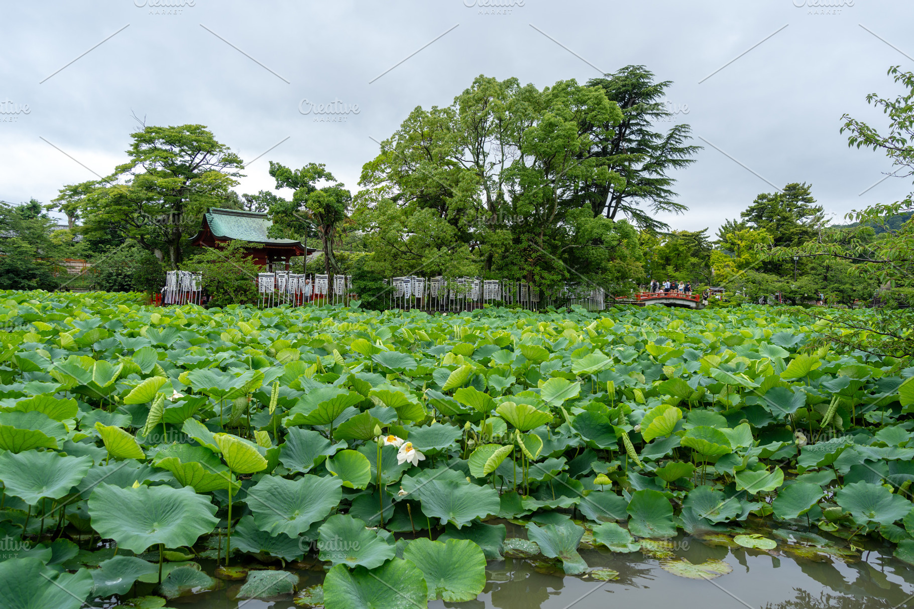 Genji Pond at Tsurugaoka Hachiman-gu Shrine in Kamakura, Japan, a Nature Photo by GoodGoods