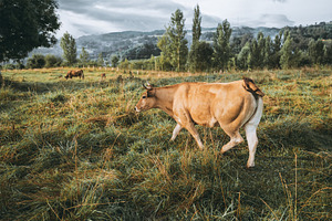 Brown cow in misty green pasture, an Animal Photo by SkyNext