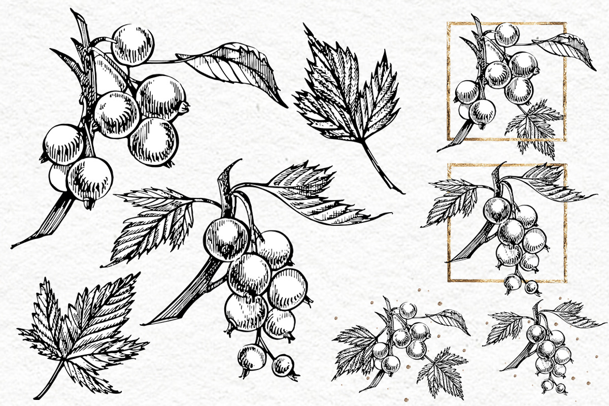 Blackcurrant in botanical style, an Illustration by Ann Astro (Photo 5 of 7)
