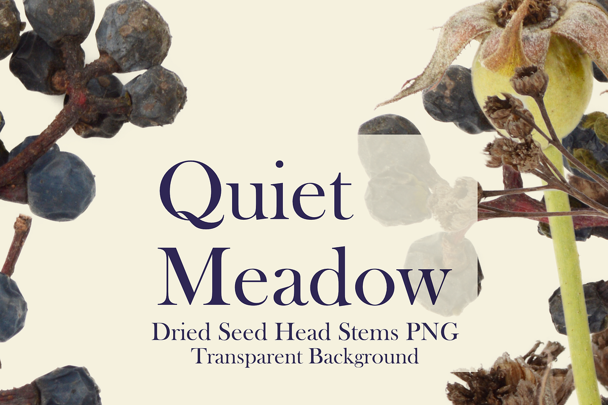 Quiet Meadow — Dried Seed Head Stems, an Object Graphic by Aga Silva (Photo 4 of 4)