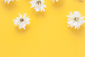 Spring Flowers