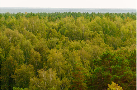 Tall trees blend harmoniously in, a Nature Photo by darksoul72