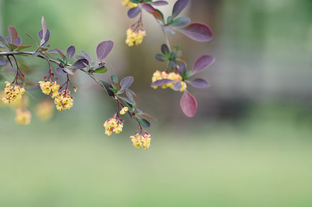 Beautiful yellow flowers on a branch, a Nature Photo by Vladimir Kazimirov
