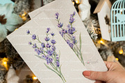 Lavender Watercolor Collection, an Object Illustration by CaraulanStore (Thumbnail 2 of 9)