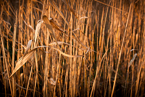 Brown Reeds, a Nature Photo by THP Creative