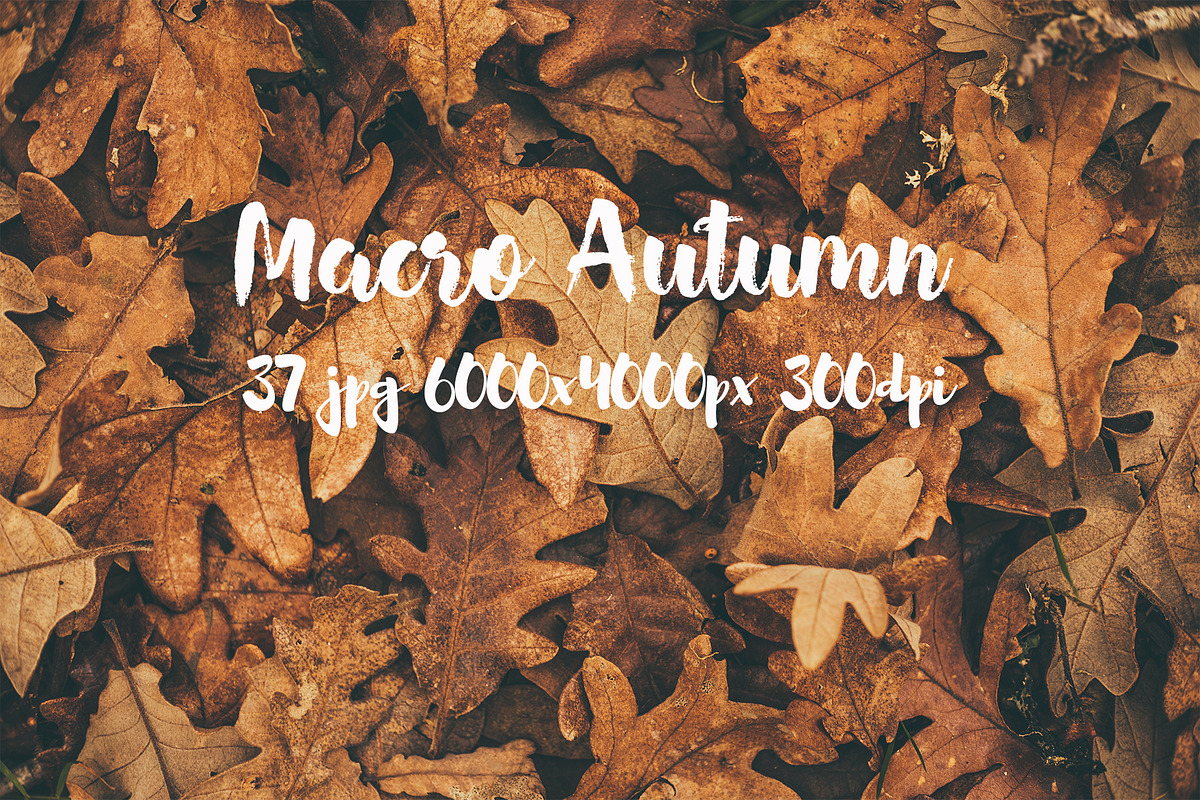 Macro Autumn photo bundle, a Templates & Theme by ApertureVintage (Photo 21 of 21)