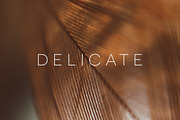Delicate | 20 Feather Photos, a Nature Photo by Melanie Helena (Thumbnail 14 of 20)