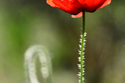 Red Poppy Bundle, a Nature Photo by Corner Croft Mockups (Thumbnail 2 of 5)