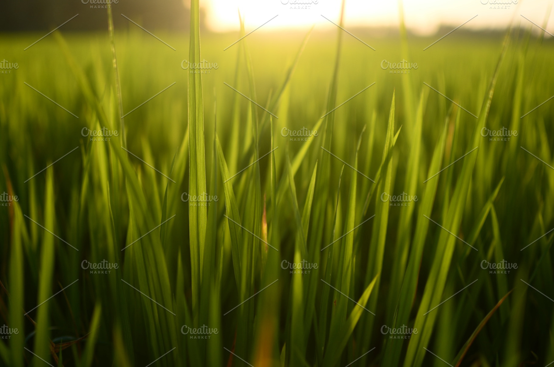 Close-Up of Young Rice Leaves in the, a Background Photo by bastera