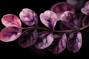 Purple leaves with reflections, a Photo by Beautiful things