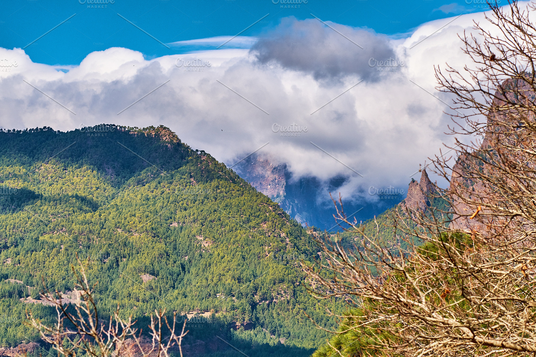 Pine forest in the mountaions of  La Palma, a Photo by Peopleimages.com