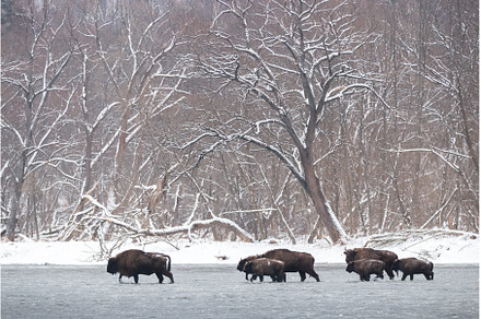 Many european bison walking through, an Animal Photo by WildMedia