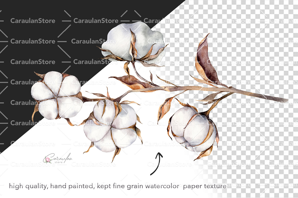 Cotton Watercolor Clipart, an Object Illustration by CaraulanStore (Photo 2 of 17)