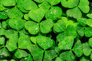 Green clover leaves covered with morning dew drops. Macro background of fresh t, a Nature Photo by Eugene_Photo