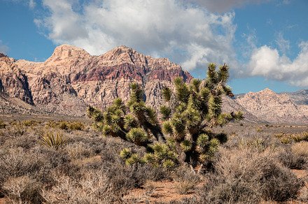 Scenic view of Joshua tree in desert