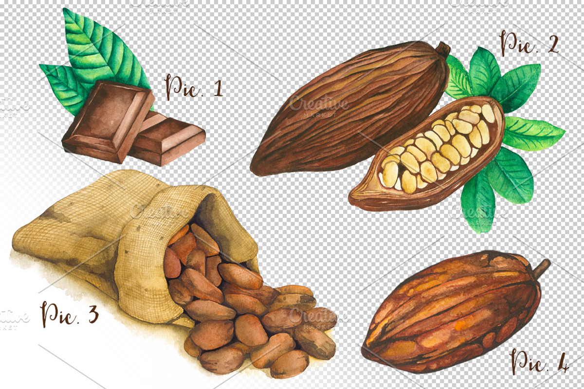 Cocoa Bean & Fruit Watercolor, a Food Illustration by andypray (Photo 2 of 5)