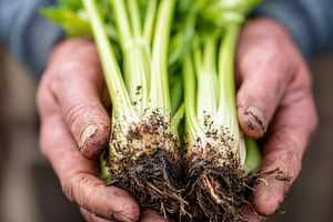 Fresh organic celery with roots and, a Food & Drink Photo by MistyDay