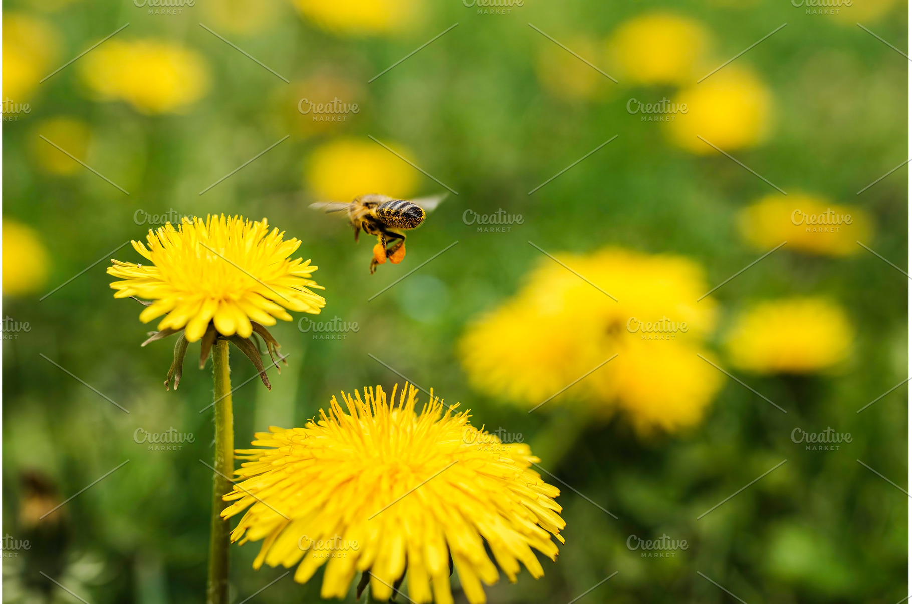 Detail closeup of honeybee, Apis, an Animal Photo by MadPhotos