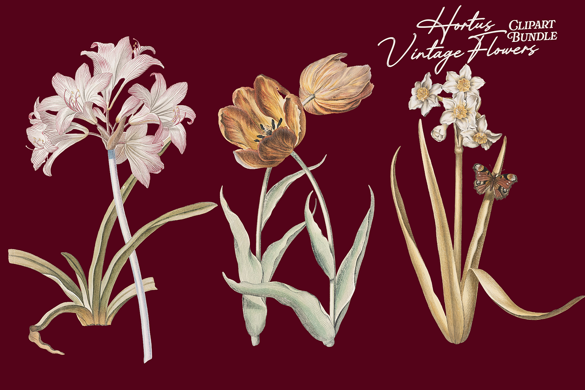 Hortus Vintage Flowers Cliparts, a Decorative Illustration by Lilithcollageart (Photo 8 of 12)